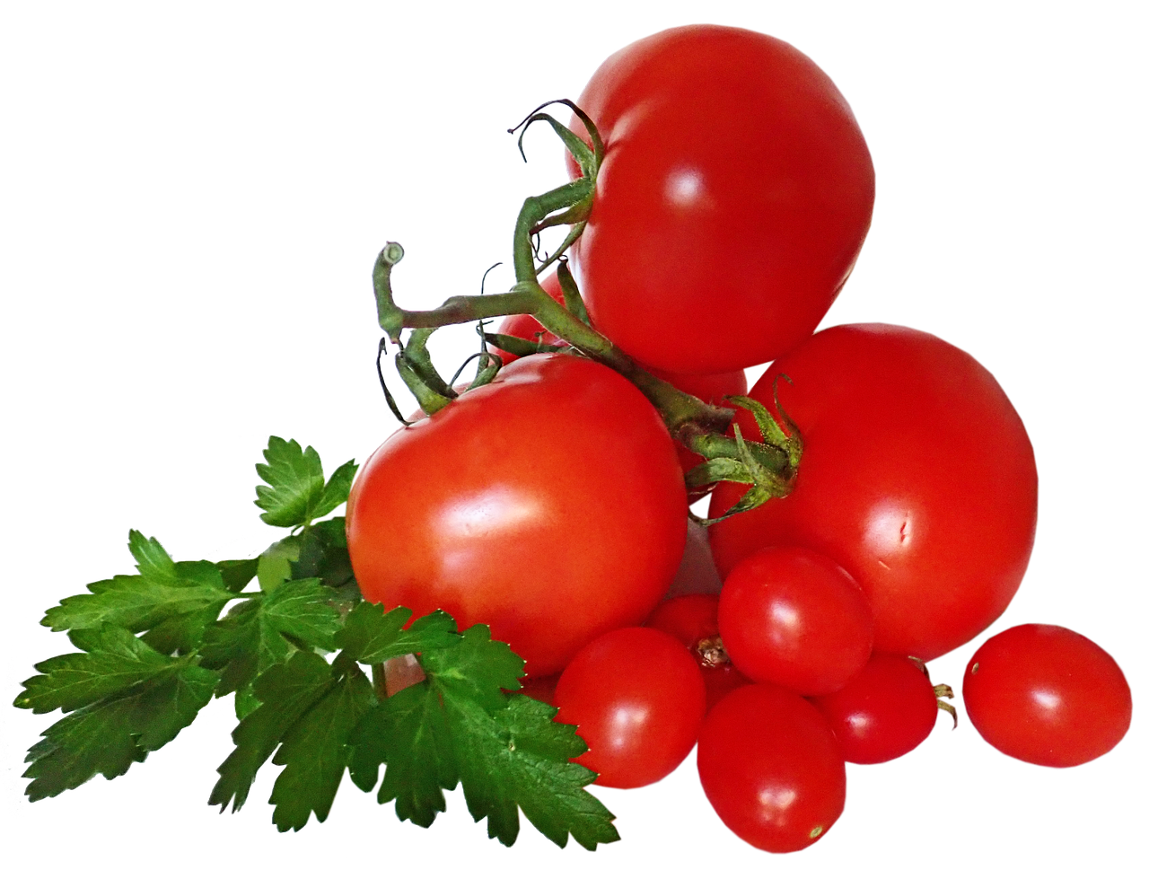 건강에 좋은 토마토 사진