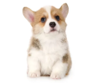 웰시코기 사진/출처:어도비스톡