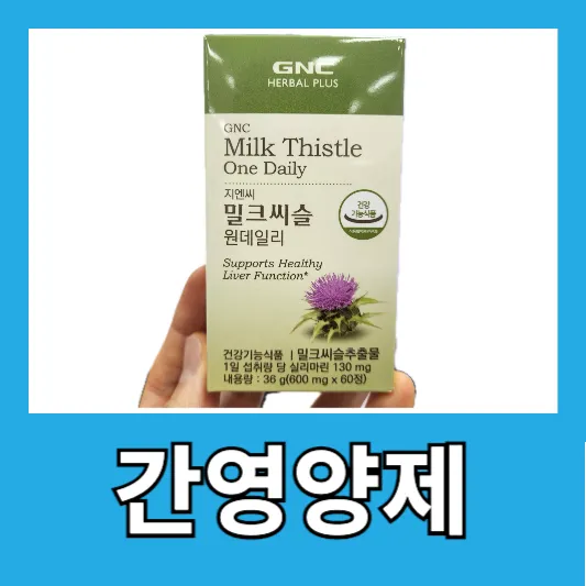 직장인 간영양제 밀크씨슬 효능 복용시간 주의사항 간 건강