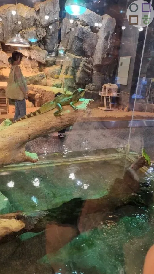 도마뱀-나무-위에-당당함-멋있음