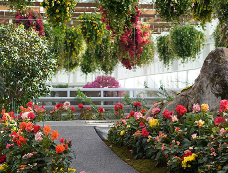 가평 베고니아 새정원