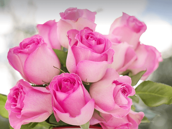 삼척장미축제 일정 입장료 주차장 관람꿀팁