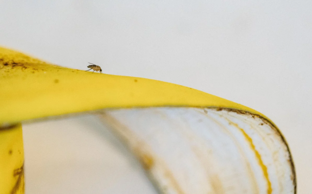 바나나 껍질 위에 앉아있는 초파리