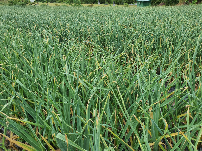 마늘쫑이 올라와 있는 마늘밭 풍경