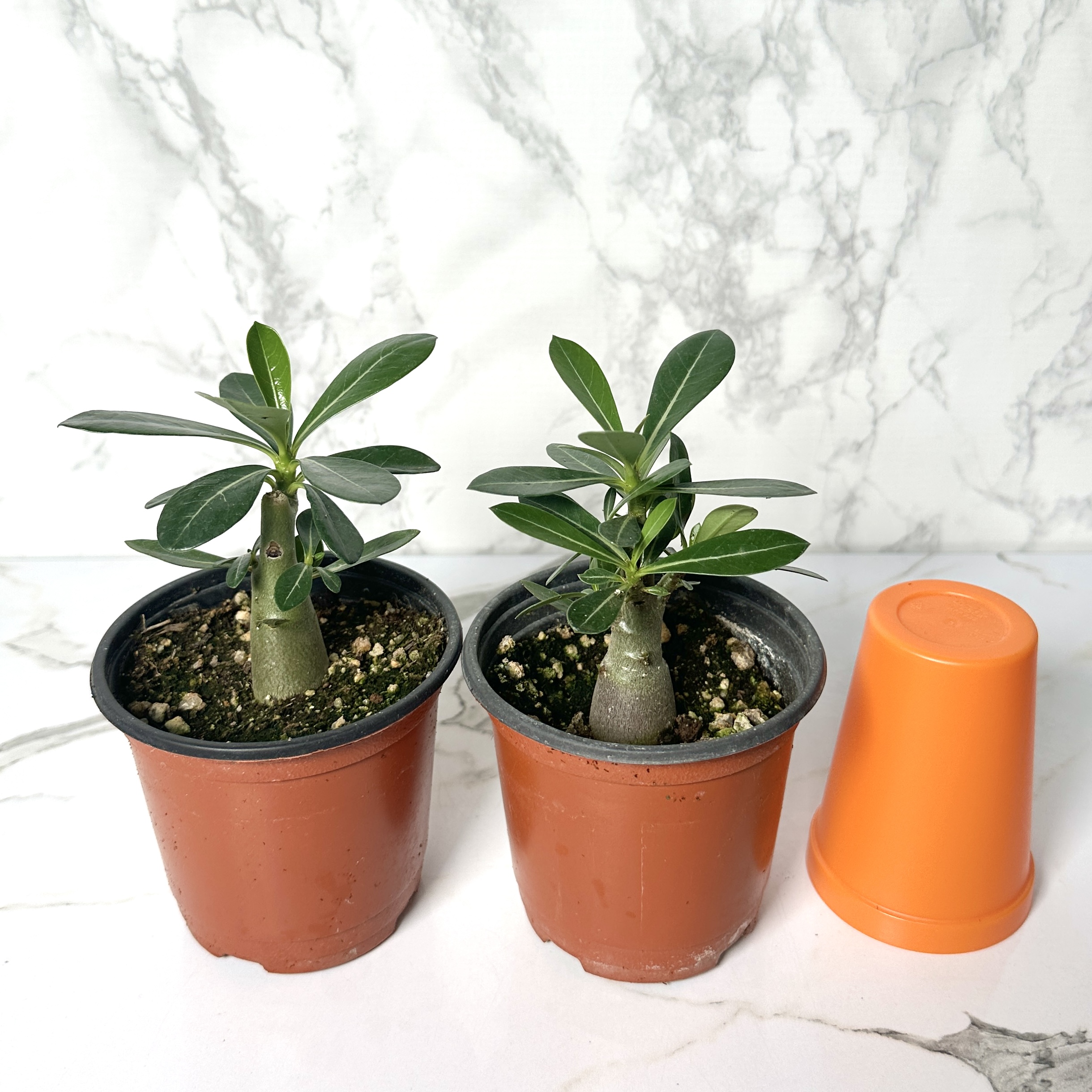 사막의장미 석화 키우기, 물주기, 인테리어식물