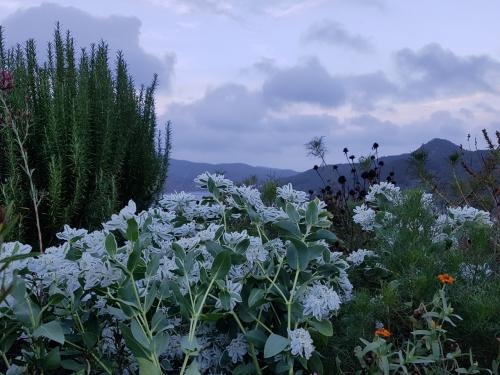 고흥 쑥섬 수국정원