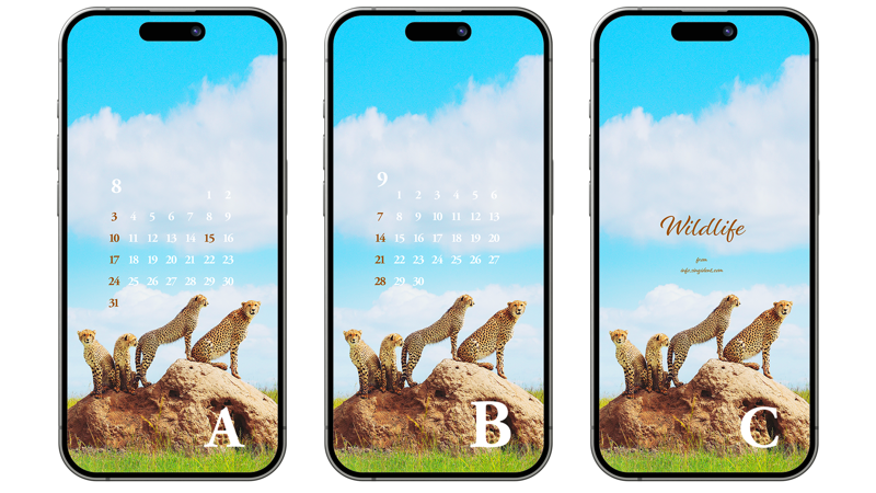 01 바위 위에 치타 가족 ABC - 2025년8월 아이폰배경화면