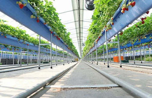 우공의 딸기정원