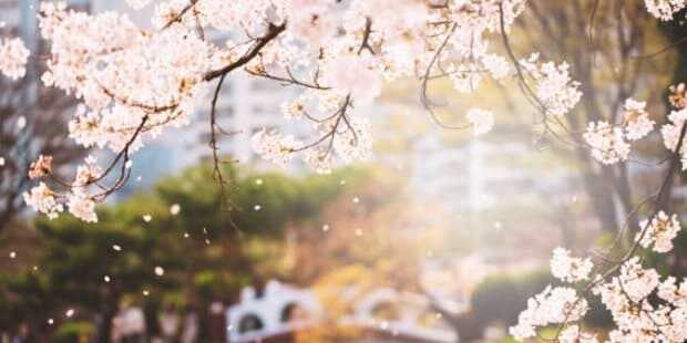 2025 석촌호수 벚꽃축제