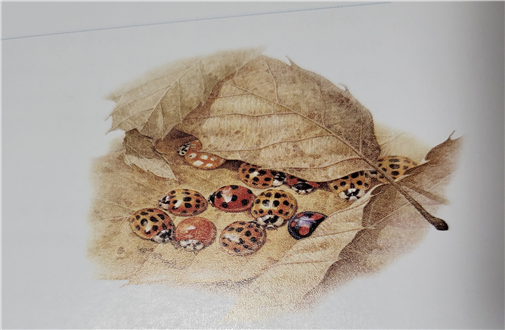 무당 벌레의 겨우살이