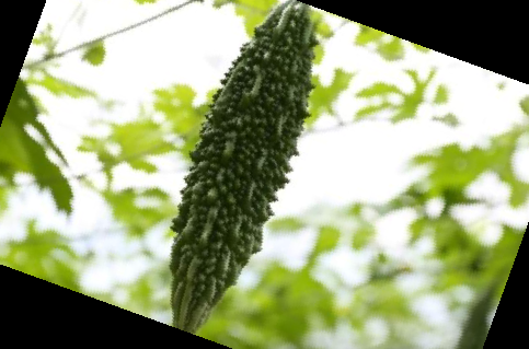 여주 효능 부작용