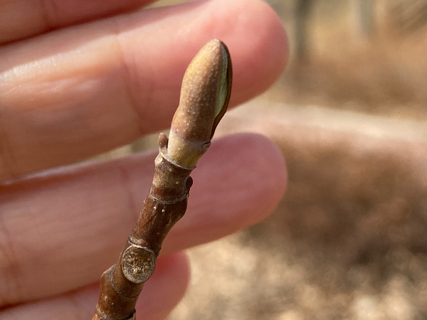 백합나무 겨울눈