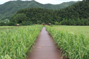 여수 가볼만한 곳 추천 관광지 여수 순천만습지