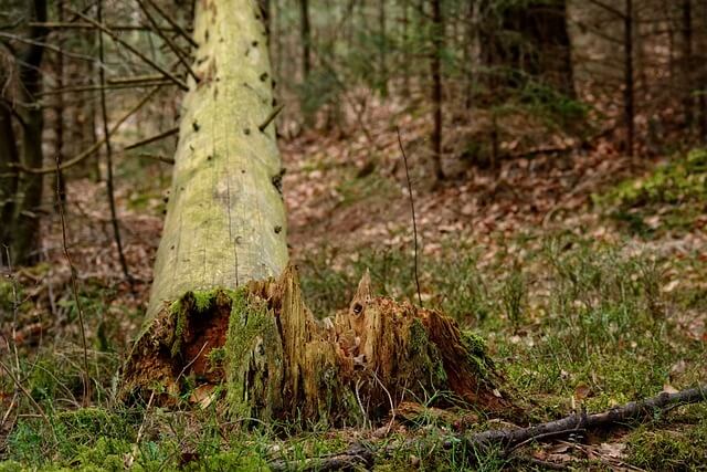 자연재해 재난 지원금 신청방법 