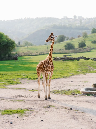 지자체 운영 공영 동물원의 예산은 어디서 나올까?