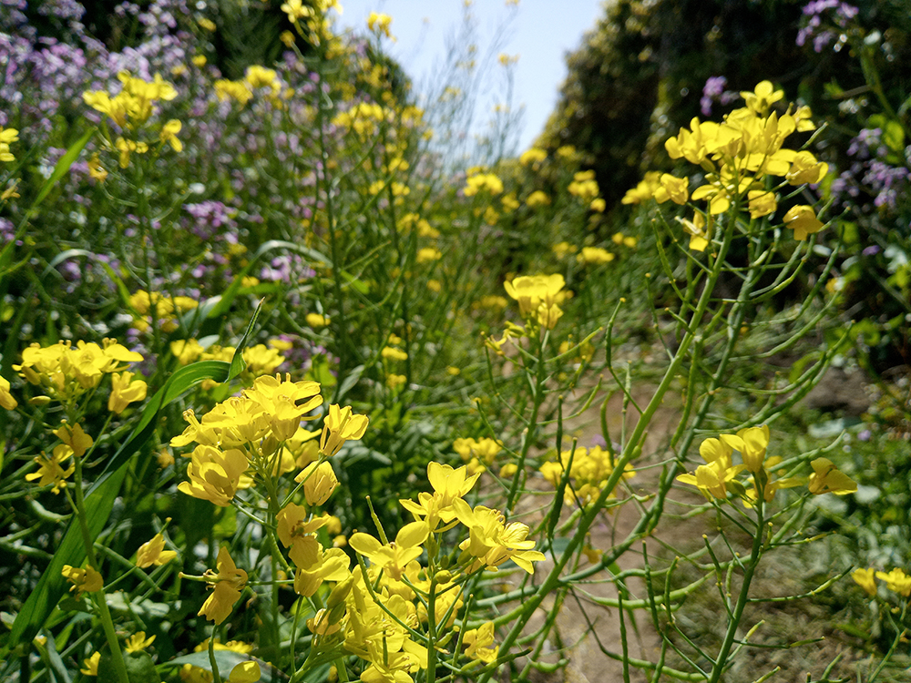 올레1-1코스&#44; 우도(牛島·Udo) 하우목동항에서 천진항까지