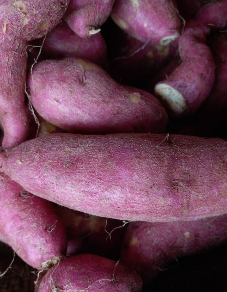 고구마와 상극인 과일