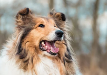 러프콜리/출처:어도비스톡