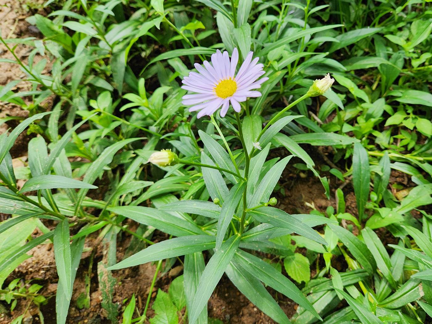 벌개미취 Korea Daisy