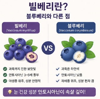 빌베리-원액-효능-분말-영양제-추천-제품