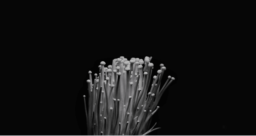 팽이버섯 효능을 알아보기 위해 팽이버섯을 관찰하고 있다