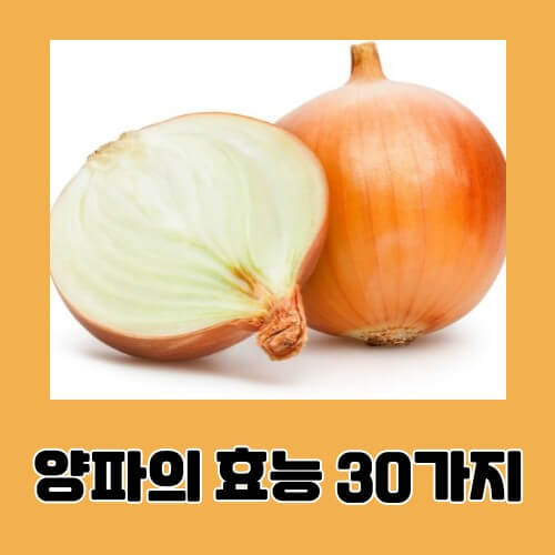 양파의 효능