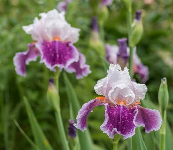 서울창포원 사계축제 꽃 기억해