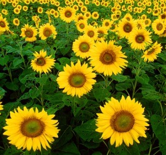 가을에 피는 꽃 종류 해바라기