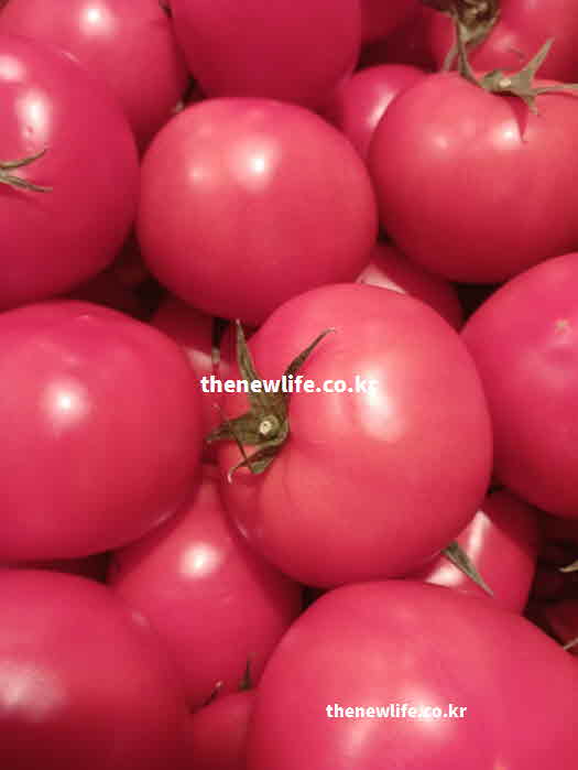 토마토 효능 요리법 껍질 달걀