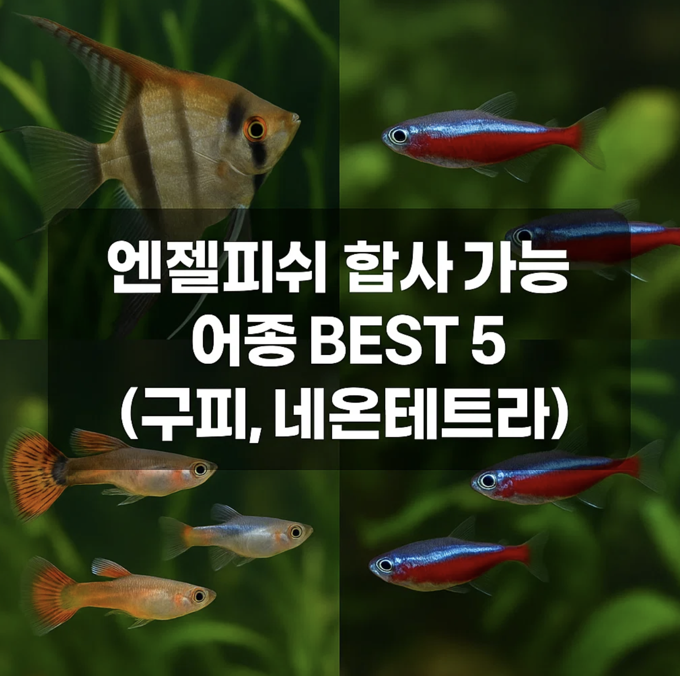 엔젤피쉬 합사 가능한 어종 BEST 5 (구피, 네온테트라)