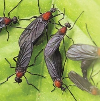 러브버그 출몰시기 및 퇴치방법