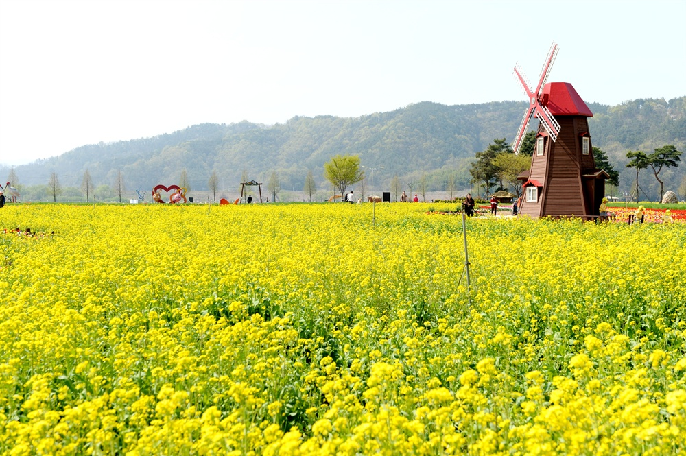 생생정보 창녕 유채꽃 우포늪 안리마을 여행