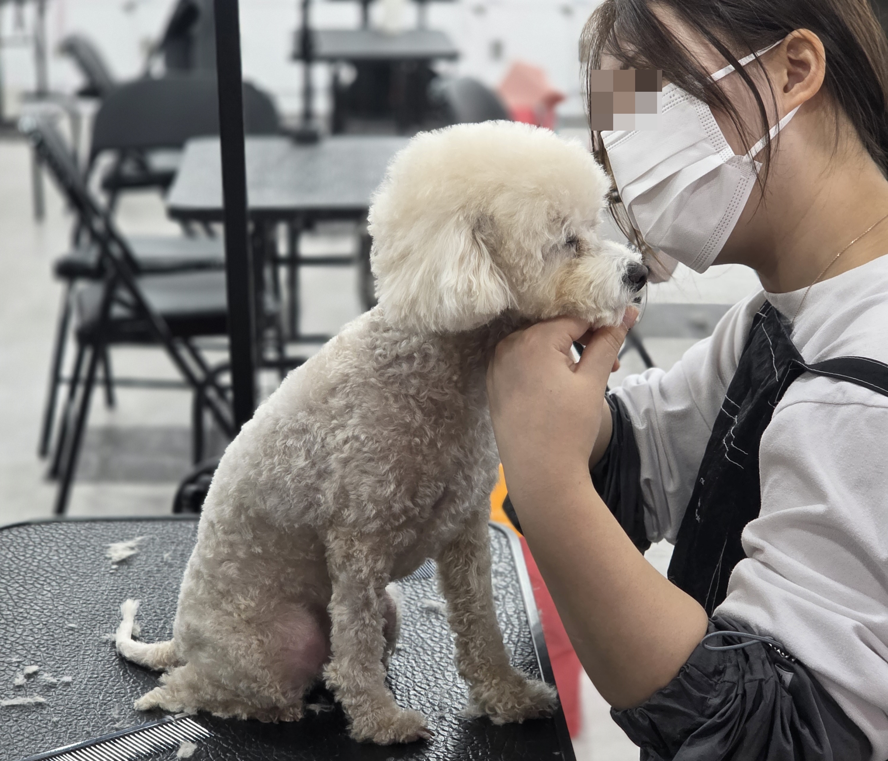 신림동애견미용학원