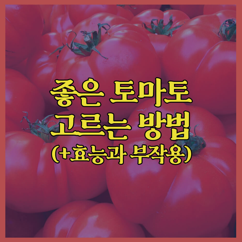 좋은토마토고르는방법, 토마토효능, 토마토부작용, 토마토요리법, 다이어트, 다이어트레시피