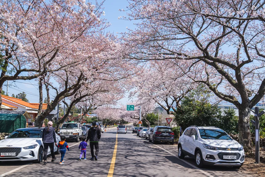 제주시 애월읍 장전리 벚꽃길의 조용하고 감성적인 봄 풍경