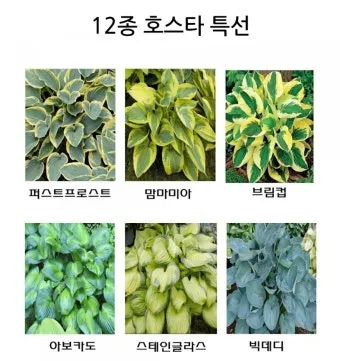 "비비추