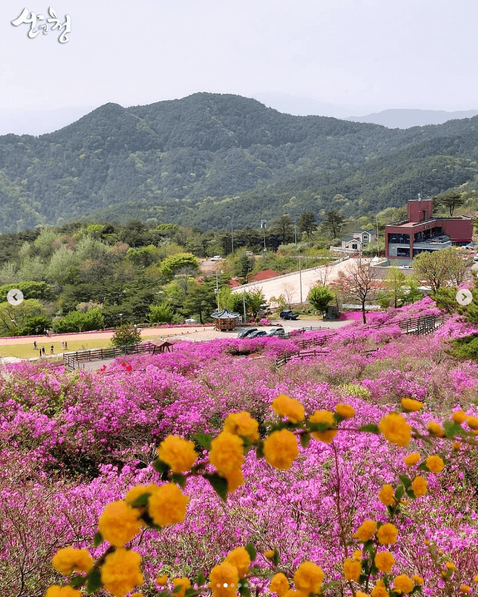 황매산 철쭉축제 기간