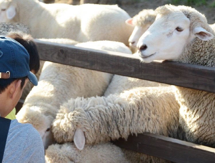 평창 가볼만한곳