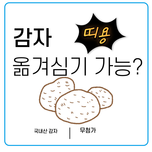 감자 옮겨심기