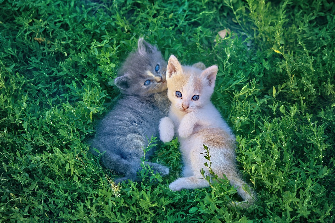 cat-1-12