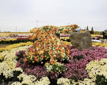 연천 국화축제_24