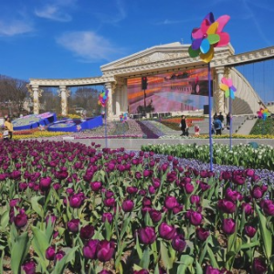 에버랜드 튤립축제