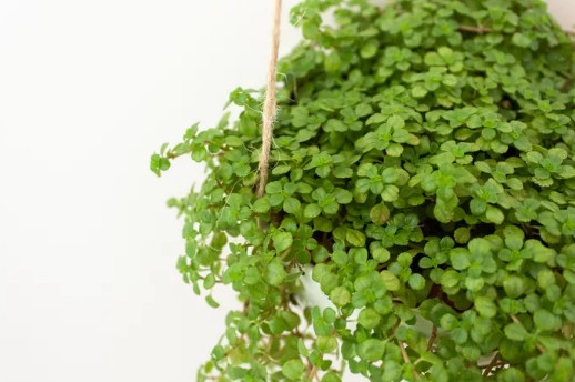 [식물키우기] 천사의 눈물(솔레이롤라이) 키우기 관리법 - 물주기, 햇빛, 온도, 습도, 흙(토양), 비료