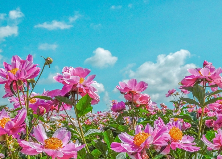 자천리-작약꽃밭