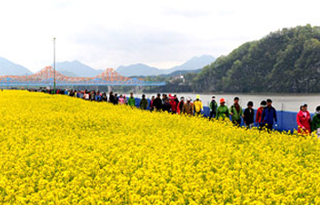 제 19회 창녕 낙동강 유채축제 기본일정 및 프로그램 소개