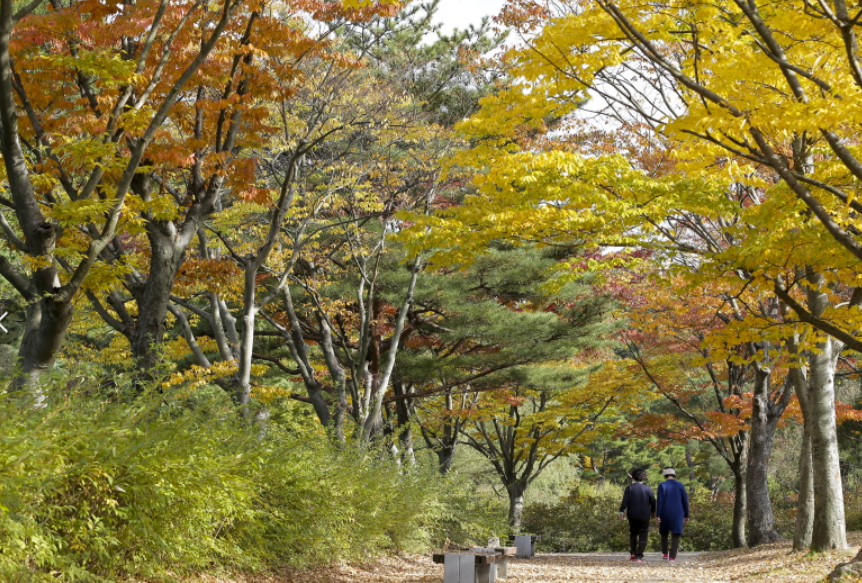 단풍시기
