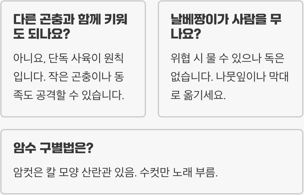 날베짱이 키우기 완벽 가이드 (사육장, 먹이, 온도 관리)