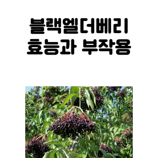 블랙엘더베리 효능과 부작용