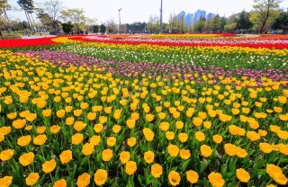 충북 튤립 명소 BEST 5🌷 청주 상당산성 봄 데이트 코스 &amp; 역사탐방 꽃길 여행지 총정리