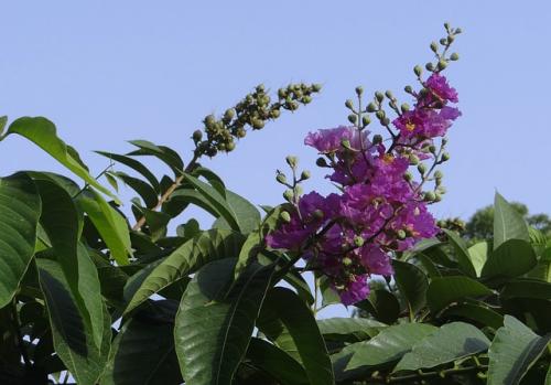 바나바잎 : Lagerstroemia speciosa